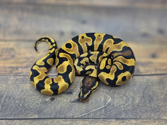 Orange Dream (YB) DH Zebra Desert Ghost Ball Python by Steve's Morphs