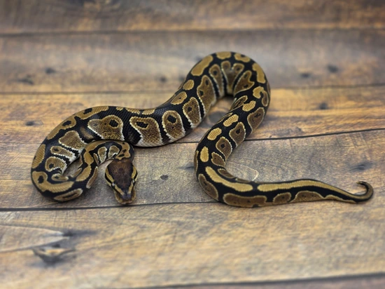 Grim PH Hypo Ball Python by Steve's Morphs