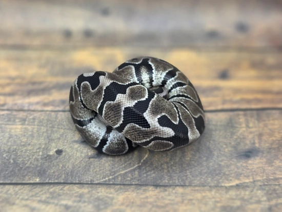 TSK Axanthic Het Zebra Ball Python by Steve's Morphs