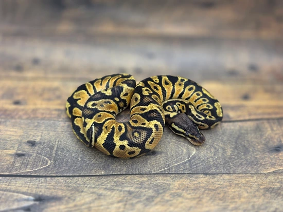 Pastel Het Zebra Ball Python by Steve's Morphs