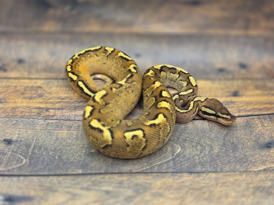 Fire YB (OD) Zebra Ball Python by Steve's Morphs