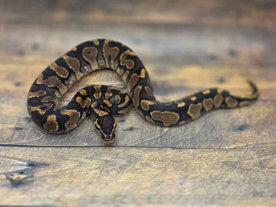 YB Het Zebra Ball Python by Steve's Morphs