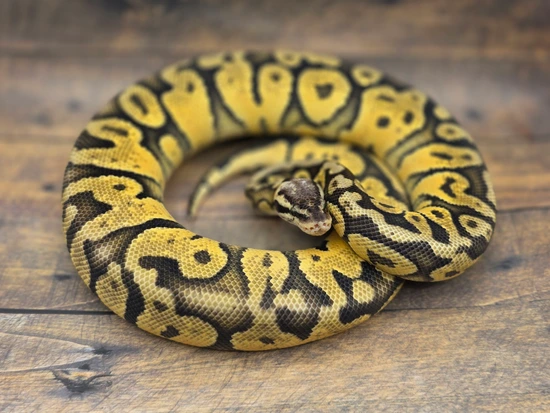Super Pastel DH Zebra Desert Ghost Ball Python by Steve's Morphs