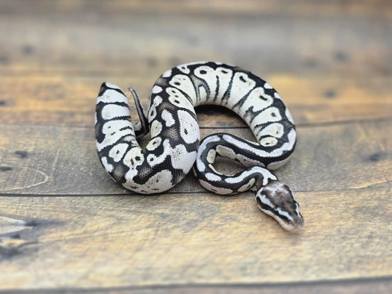 Super Pastel TSK Axanthic Ball Python by Steve's Morphs