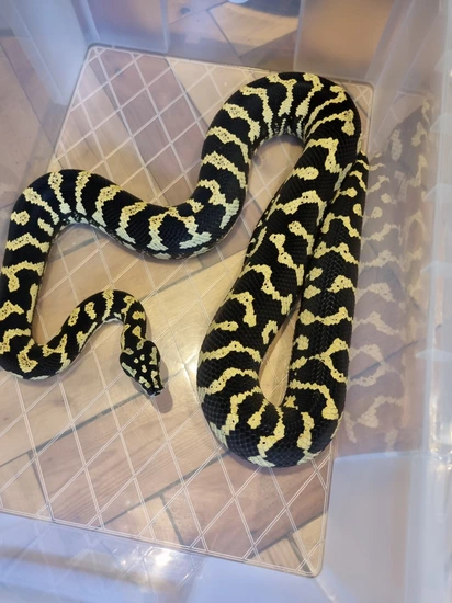 Hans Winner Jungle Pair Jungle Carpet Python by SnG reptiles