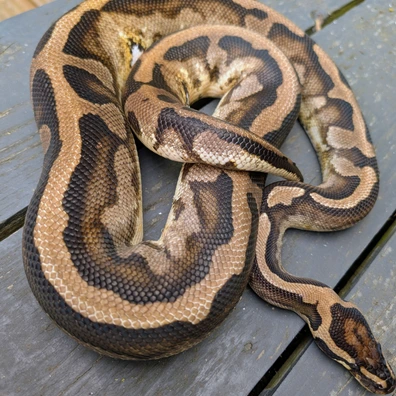 Proven Pied 100% Het VPI Axanthic Ball Python - male for sale from Stevo131 (and Bella)