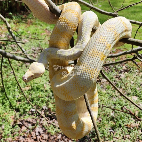 Proven Pure Albino Darwin Carpet Python ♀️ by Stewart Reptiles