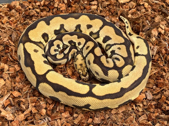 Adult OD Spotnose Clown 50% Het Pied Ball Python by Abe's Exotic Reptiles