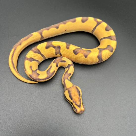Super OD Enchi Fire DG Ball Python by Abe's Exotic Reptiles