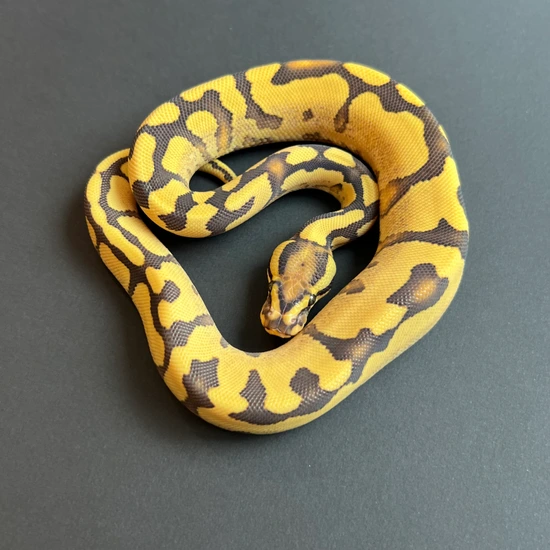 Fire YB DG Ball Python by Abe's Exotic Reptiles