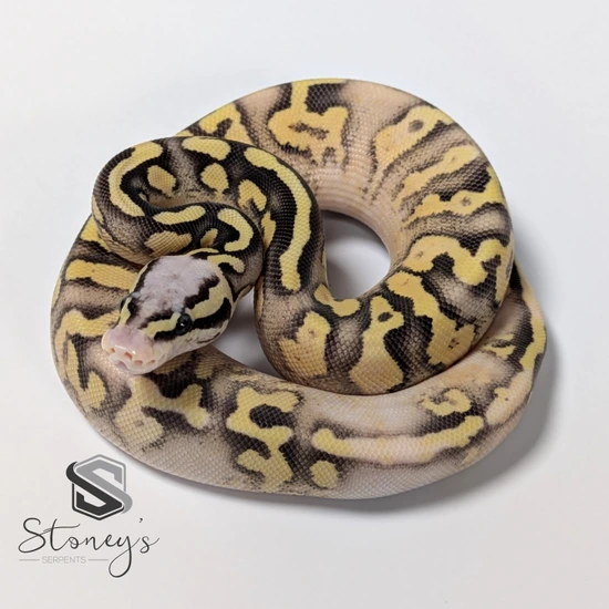 Granite Pattern Ball Python White Lace Super Pastel Fire YB Prob Granite Ball Python by Stoney's ...