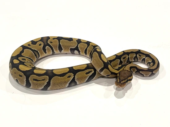 Hypo DH DG Puzzle Ball Python by Str8Fire Reptiles