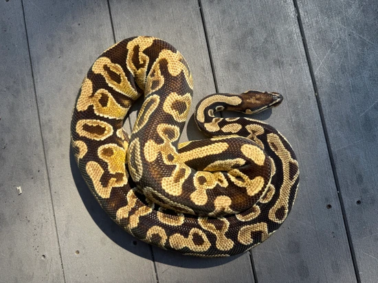OD YB Ball Python by The Snake Pit NYC
