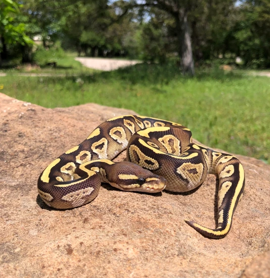 Vans Ball Python Vanilla Mojave Ball Python by Snakes to the Max
