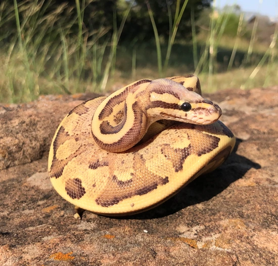 Vanilla Cream Ball Python by Snakes to the Max