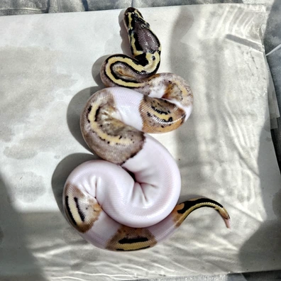 Leopard Pied , Clown , Pastels , Hatchlings Ball Python - unknown for sale from Stu's-ball-pythons