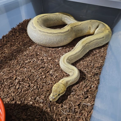Enchi Fire Pinstripe 100% Het Pied Ball Python - female for sale from Stu's-ball-pythons