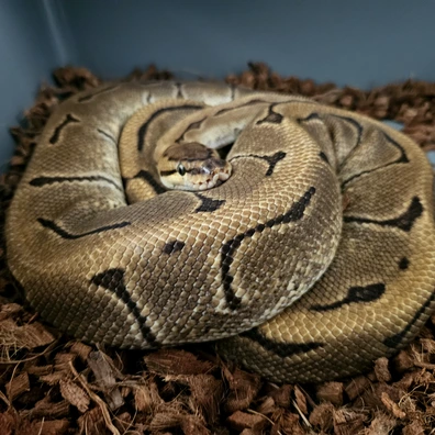 Enchi Pinstripe 100% Dh Clown Pied Ball Python - female for sale from Stu's-ball-pythons