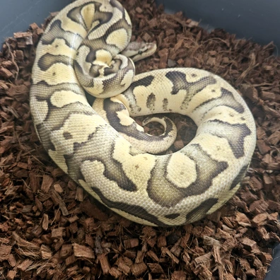 Super Pastel ( Poss Fire ) 100% Dh Clown Pied Ball Python - female for sale from Stu's-ball-pythons