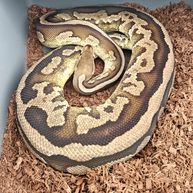 Cinnamon Fire 100% Het Pied Ball Python - female for sale from Stu's-ball-pythons
