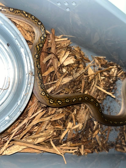 Reticulated Python Van Phantom Motley 100% Het Anthrax 66% Het Purple Reticulated Python by ...