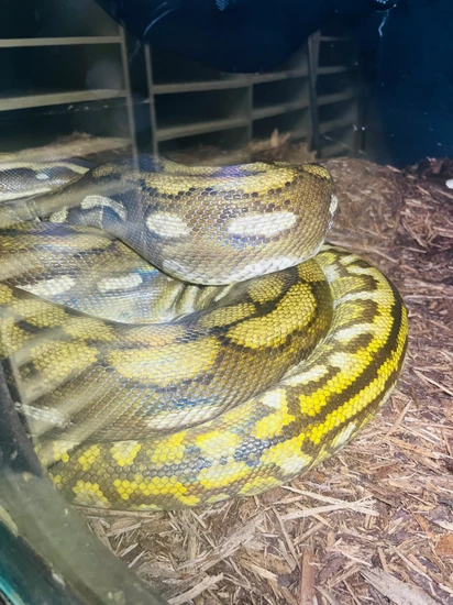 Kalatoah Tiger Reticulated Python 37% Kalatoa Anery Phantom Tiger Pos White Reticulated Python by ...