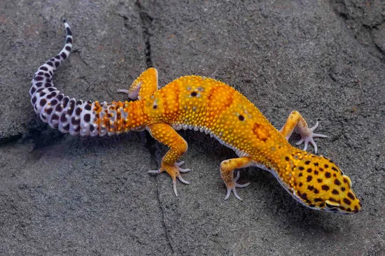 Atomic Electric Tangerine Leopard Gecko by Suburban Geckos