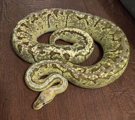 Dragon Fly! Proven Breeder! Pastel Fire Pinstripe ** SHIPPING INCLUDED ...