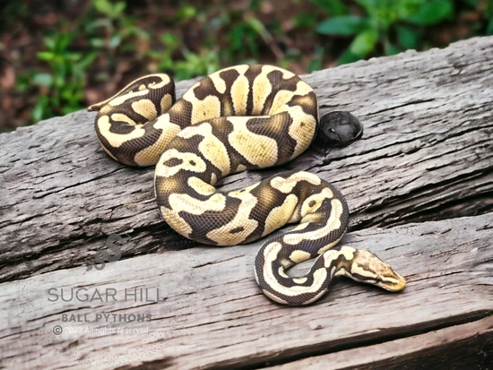 Pastel Desert Ghost ** PROVEN ** Ball Python by Sugar Hill Ball Pythons