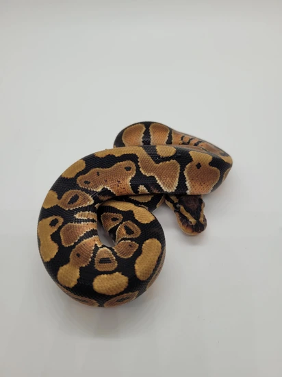 *no reserve* fire orange dream clown ball python by... Fire Orange Dream Het Clown ** No Reserve Or Minimum ** Ball Python by ...