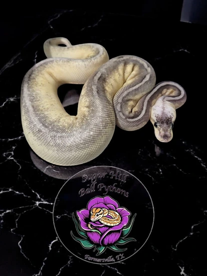 Sterling Sandblast Ball Python by Sugar Hill Ball Pythons
