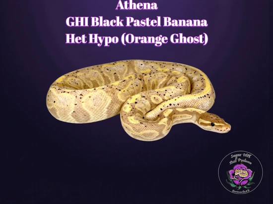 GHI BP Banana Het Orange Ghost Ball Python by Sugar Hill Ball Pythons