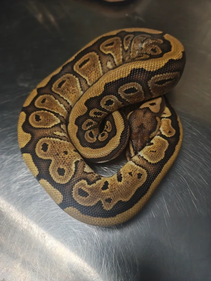 Red Stripe 50% Het Albino 50% Het Clown - Shipping Included!! Ball ...