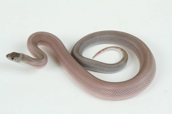 Axanthic (B) Patternless Het Whiteside Bullsnake by Summer's Snakes