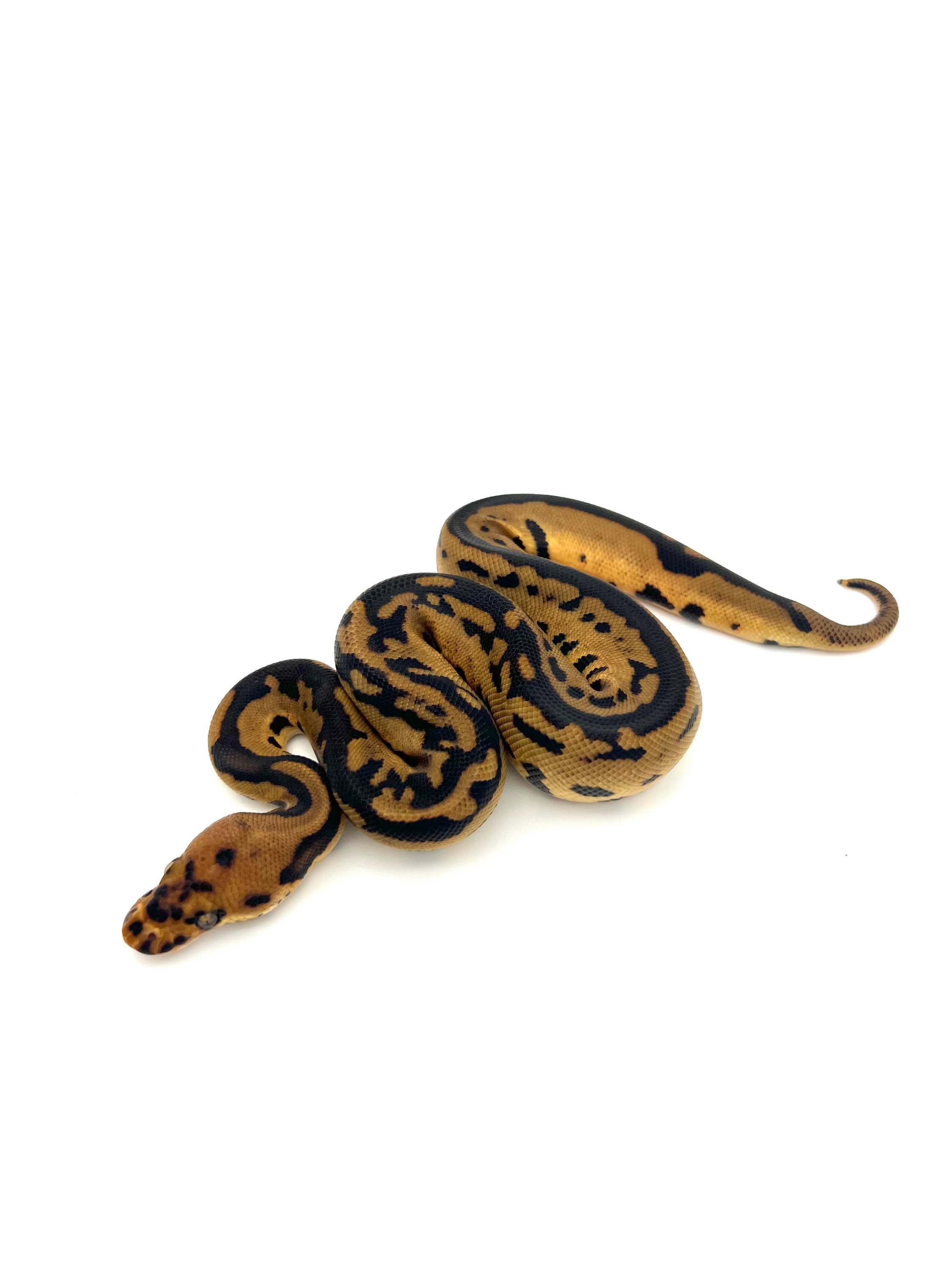 Batman Het Lavender Ball Pythons by Summit Xotic Reptiles