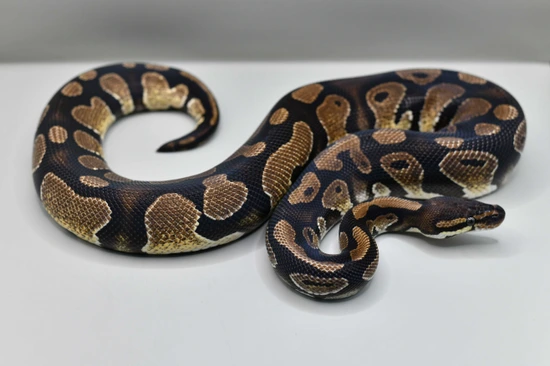 JUST PAY SHIPPING: Dinker + 2 Free RTB Normal Females Ball Python by No ...