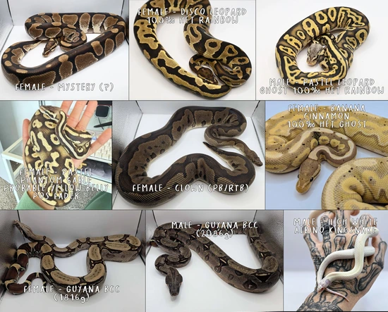 Ball Python Auction Collection For Auction Ball Python by No BS Exotics