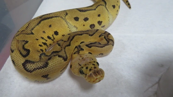 killer clown ball python animal facts - python regius... Killer Clown Ball Python by Stingers Exotics LLC