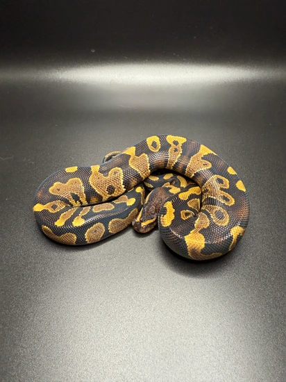 Chocolate 100% Het Clown Ball Python by Sun_City_Pythons