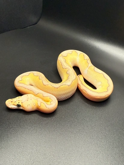 2025 Male Pastel Lesser Clown Ball Python by Sun_City_Pythons