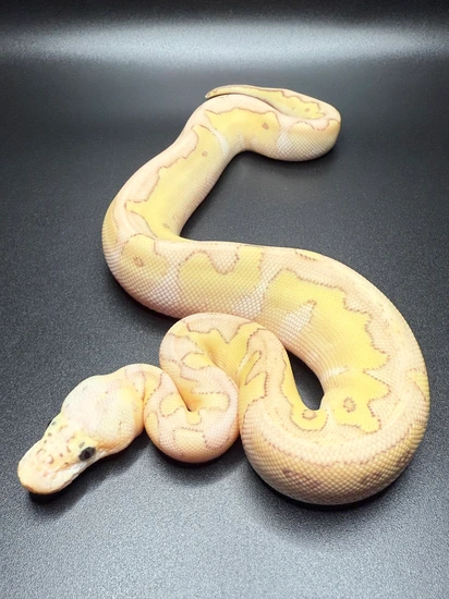 2025Female Banana Lesser Pastel Clown Ball Python by Sun_City_Pythons