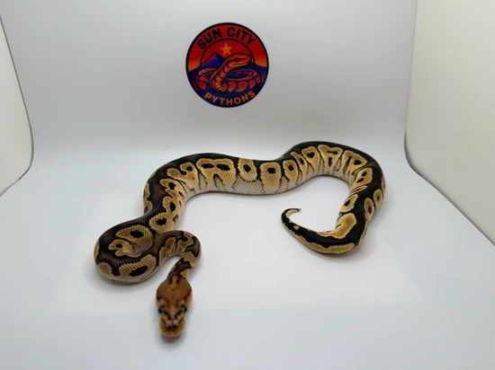 100% Lace Clown (Tested) Ball Python by Sun_City_Pythons