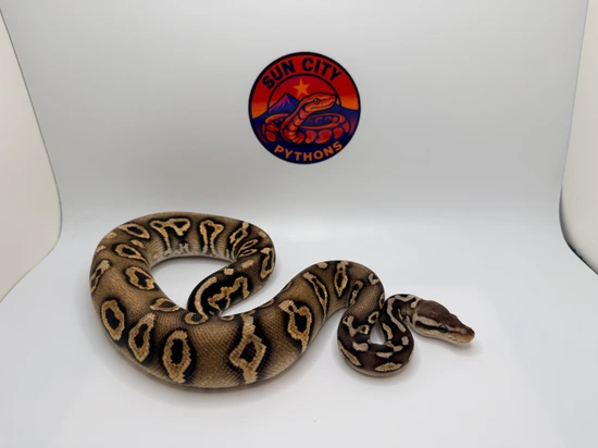 Black Pastel Chocolate Spotnose 100% Het Clown Ball Python by Sun_City ...