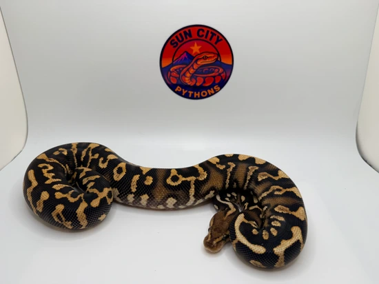 Chocolate Spotnose Yellow Belly Het Clown Ball Python by Sun_City_Pythons