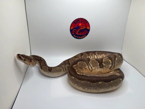 Yellow Belly Enchi Clown Ball Python by Sun_City_Pythons