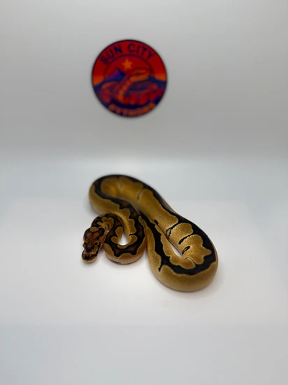 2026 Blade Clown Het Enhancer Ball Python by Sun_City_Pythons