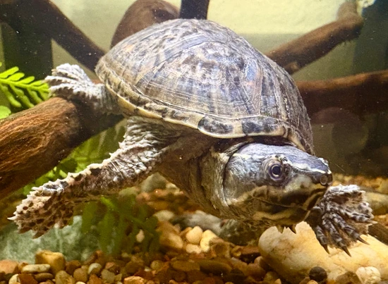 Common Musk Turtle (Sternotherus Odoratus) Mud & Musk Turtles by ...