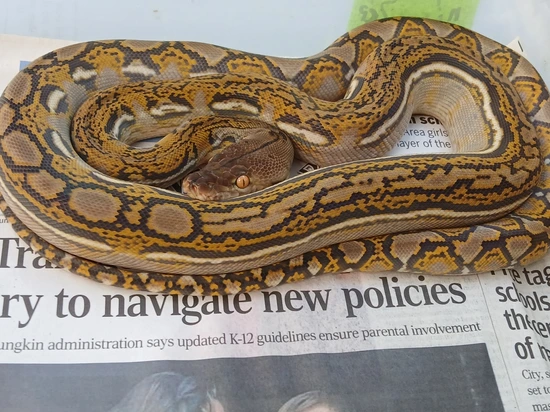 2023 Female Blue Hypo Reticulated Python by Sunglow Serpents Michael Powell