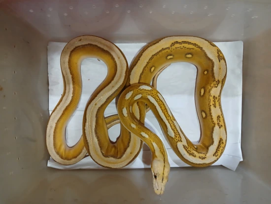 Super Sunfire Ogs Het Purple Reticulated Python by Sunglow Serpents