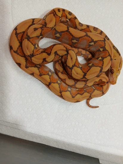 2025 Female Indo Caramel Reticulated Python by Sunglow Serpents Michael ...